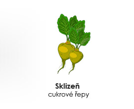 Sklizeň cukrové řepy